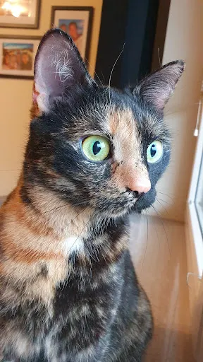 Koty na luzie - Behawiorysta | Catsitter